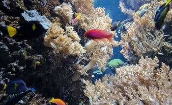 Aquarium Berlin