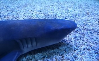 Theme Park Marine Aquarium GmbH