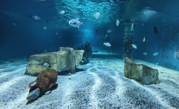 Theme Park Marine Aquarium GmbH
