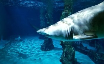 Theme Park Marine Aquarium GmbH
