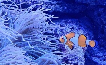 Theme Park Marine Aquarium GmbH