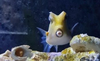 Theme Park Marine Aquarium GmbH