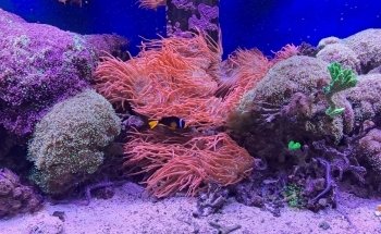 Theme Park Marine Aquarium GmbH