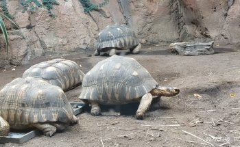 Aquazoo Löbbecke Museum Dusseldorf