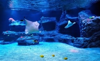 Aquazoo Löbbecke Museum Dusseldorf