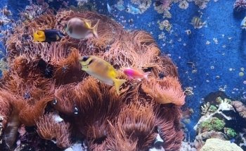 Aquazoo Löbbecke Museum Dusseldorf