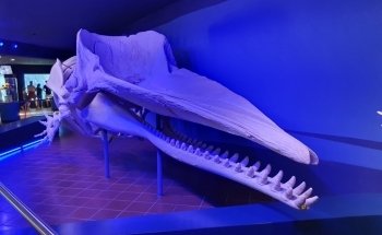 Aquazoo Löbbecke Museum Dusseldorf
