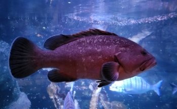 SEA LIFE Oberhausen