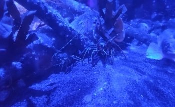 SEA LIFE Oberhausen