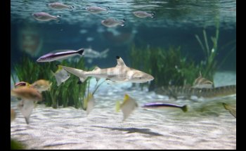 SEA LIFE Oberhausen