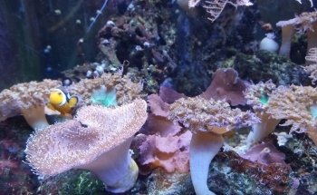 SEA LIFE Oberhausen