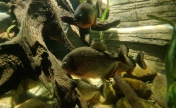 SEA LIFE Oberhausen