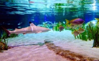 SEA LIFE Oberhausen