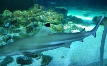 SEA LIFE Oberhausen