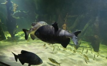 SEA LIFE Konstanz