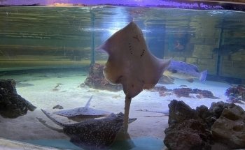 SEA LIFE Konstanz
