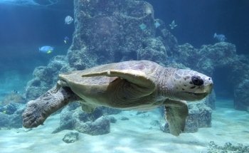 Aquarium Wilhelmshaven incl. Prehistoric Sea Museum