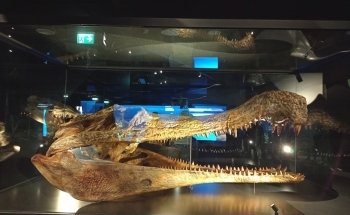 Aquarium Wilhelmshaven incl. Prehistoric Sea Museum