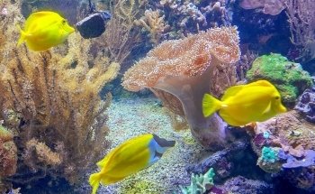 Wilhelmshaven Aquarium including Prehistoric Sea Museum
