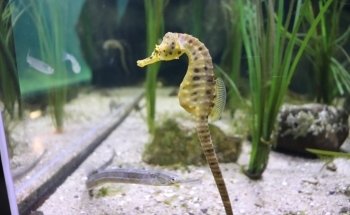 Aquarium Wilhelmshaven incl. Prehistoric Sea Museum