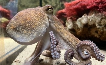 Aquarium Wilhelmshaven incl. Prehistoric Sea Museum