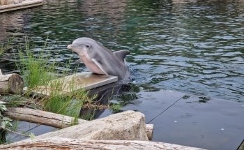 Dolphinarium in the zoo of Nuremberg