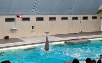 Dolphinarium in the zoo of Nuremberg