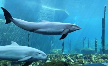 Dolphinarium in the zoo of Nuremberg