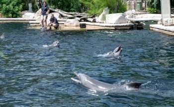 Dolphinarium in the zoo of Nuremberg