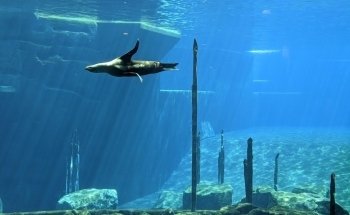 Dolphinarium in the zoo of Nuremberg
