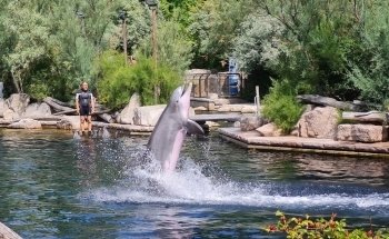 Dolphinarium in the zoo of Nuremberg