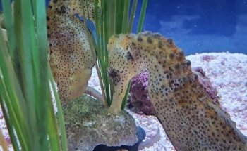 SEA LIFE Hannover