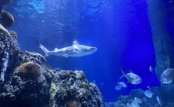 SEA LIFE Hannover