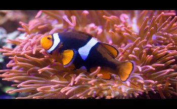 SEA LIFE Hannover