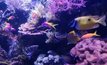 SEA LIFE Hannover