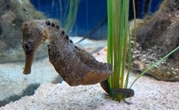 SEA LIFE Hannover