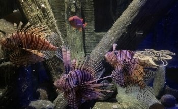 SEA LIFE Hannover