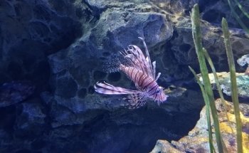 SEA LIFE Timmendorfer beach
