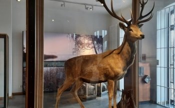 Müritzeum