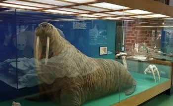 German Oceanographic Museum