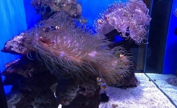 German Oceanographic Museum