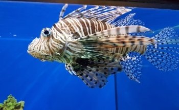 German Oceanographic Museum