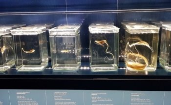Aquarium GEOMAR