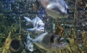 Aquarium GEOMAR