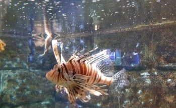 Aquarium GEOMAR