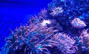 Aquarium GEOMAR