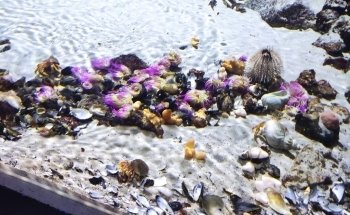 Aquarium GEOMAR