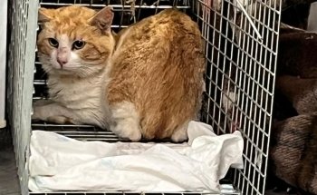 Clinica Veterinaria Savega
