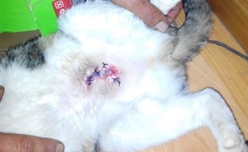 Clinica Veterinaria Savega