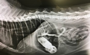 Clinica Veterinaria Savega